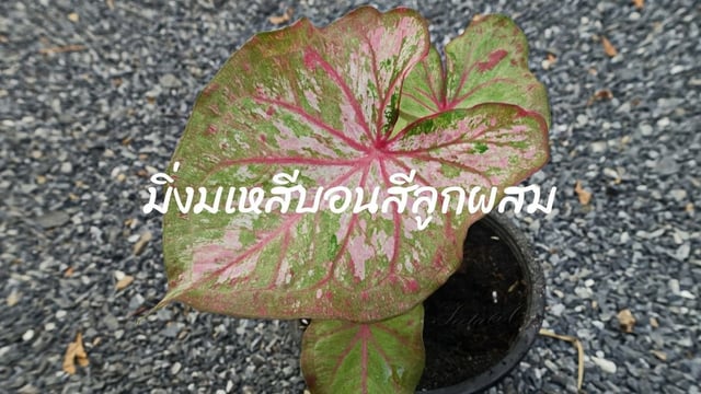 รีวิว ต้นมิ่งมเหสีบอนสีลูกผสม