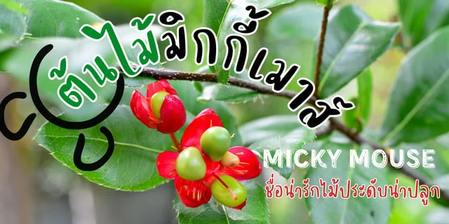 ต้นมิกกี้เมาส์ Micky mouse ชื่อน่ารักไม้ประดับน่าปลูก