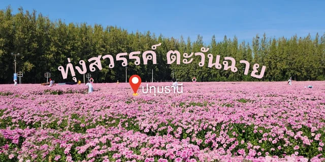ทุ่งสวรรค์ ตะวันฉาย ทุ่งดอกไม้สวย เข้าชมฟรี ใกล้กรุงเทพฯ