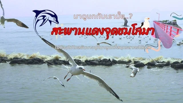 ชวนเที่ยว..เช็คอินดูนกนางนวล สะพานแดง สมุทรสาคร ใกล้กรุงเทพไม่ต้องไปไกลถึงบางปูก็ดูนกและฟินได้แหล่งดูนกแหล่งใหม่