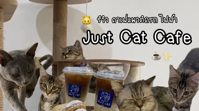 รีวิวคาเฟ่แมวเปิดใหม่ใกล้บีทีเอส “Just cat café” ย่านบางเขน