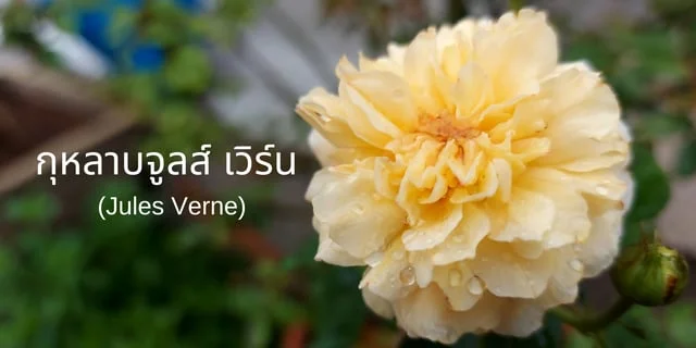 วิธีดูแล กุหลาบจูลส์ เวิร์น (Jules Verne) ให้ต้นแข็งแรง ดอกดก