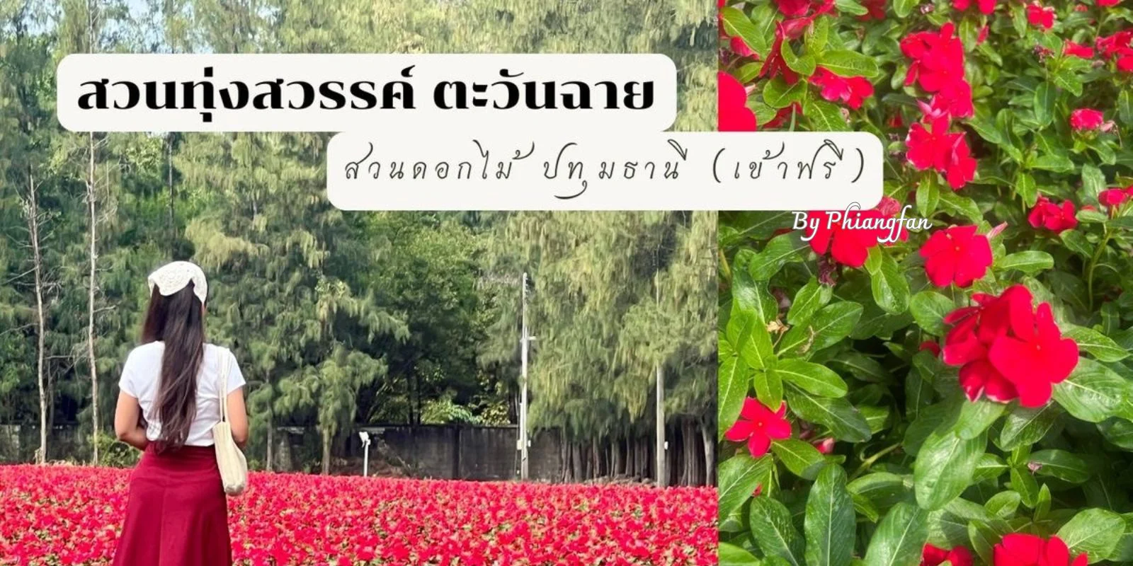 สวนทุ่งสวรรค์ ตะวันฉาย จ.ปทุมธานี (เข้าฟรี) มีคลิป