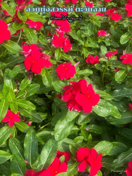 สวนดอกไม้