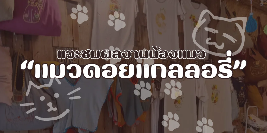 แวะชมผลงานน้องแมวที่ แมวดอยแกลลอรี่ เชียงใหม่