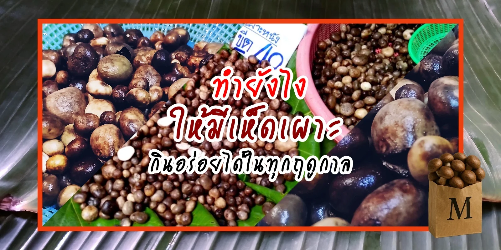 ทำยังไงให้มีเห็ดเผาะกินอร่อยได้ในทุกฤดูกาล