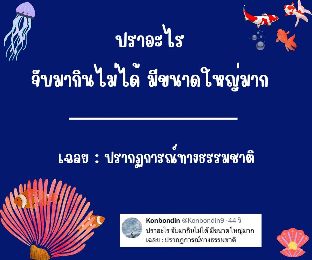 คำถามอะไรเอ่ย กวนๆ ฮาๆ ชวนคิด ชวนเล่น หมวดหมู่ปลา ปรา ปา