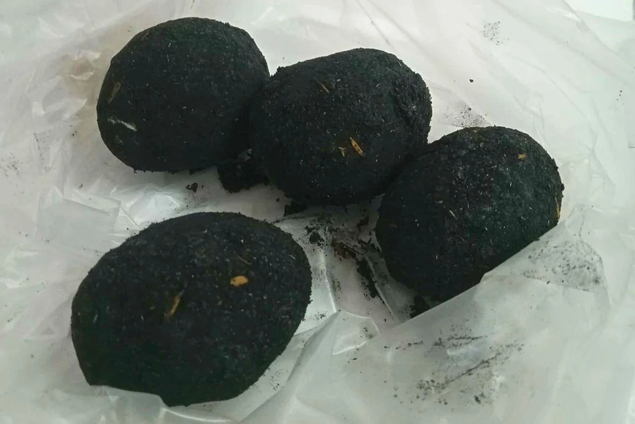 จุติมาไข่เค็มไชยา สุราษฎร์ธานี 