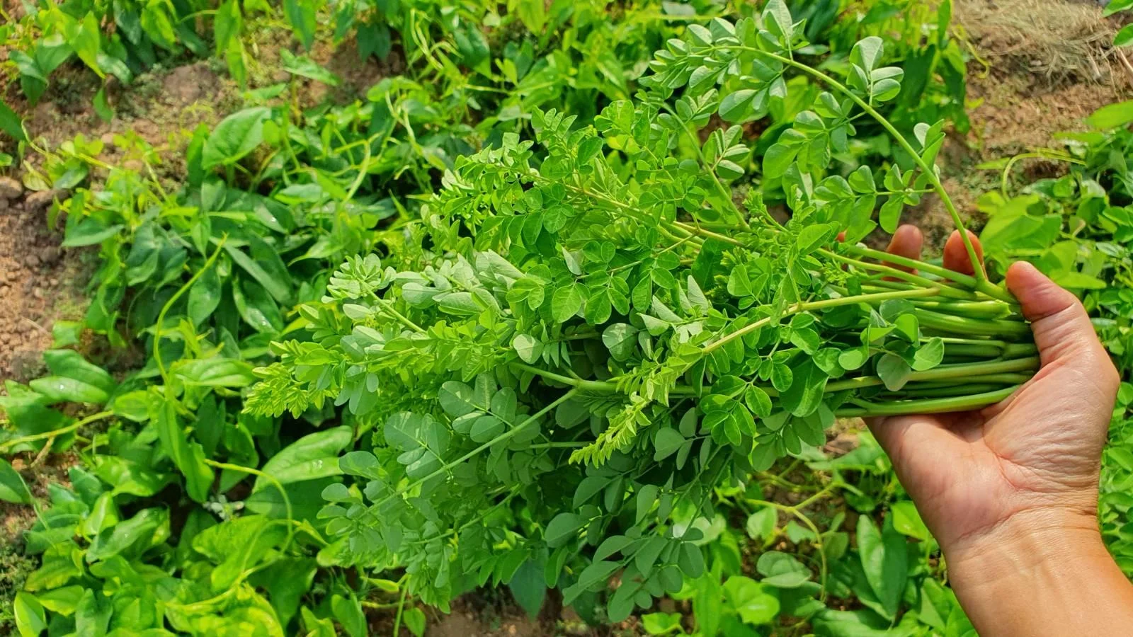 ยอดมะรุมกินดิบได้ไหม ทำอะไรได้บ้าง ถ้านำมาลวก รสชาติยังไง