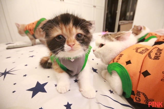 คลิป : CAT SHOW