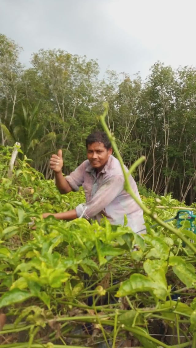 ▶️คลิป : เสาวรส พันธุ์บรูไน และหลากหลาย สายพันธุ์