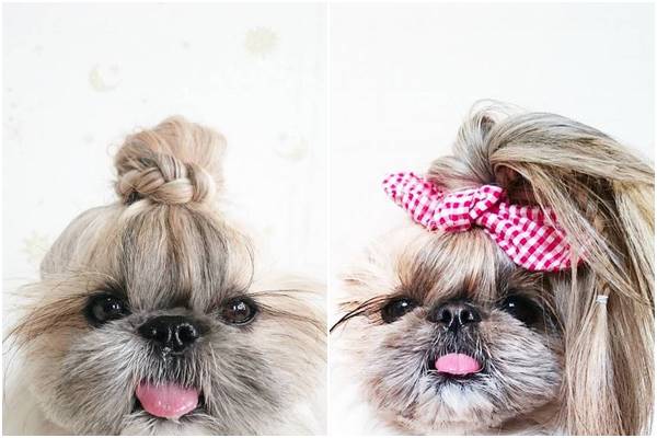 เริ่ดไม่แพ้คน! ชิสุน้อย 'คุมะ' กับทรงผมสุดชิค ที่กำลังมาแรงสุดๆ บน IG ขณะนี้