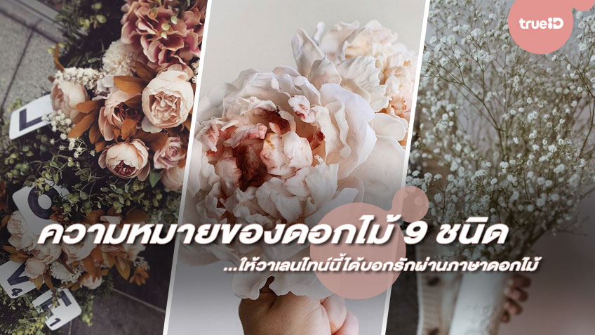 ความหมายของดอกไม้ 9 ชนิด...ให้วาเลนไทน์นี้ได้บอกรักผ่านภาษาดอกไม้