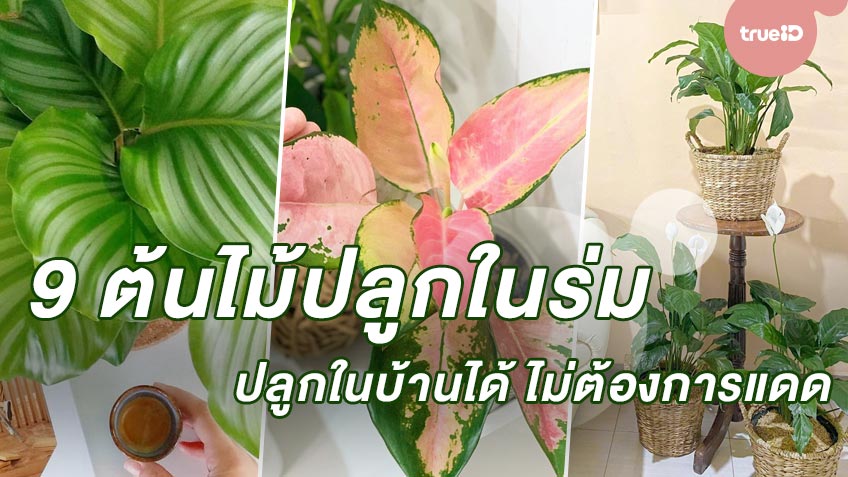 9 ต้นไม้ปลูกในร่ม ปลูกในบ้านได้ ไม่ต้องการแดด