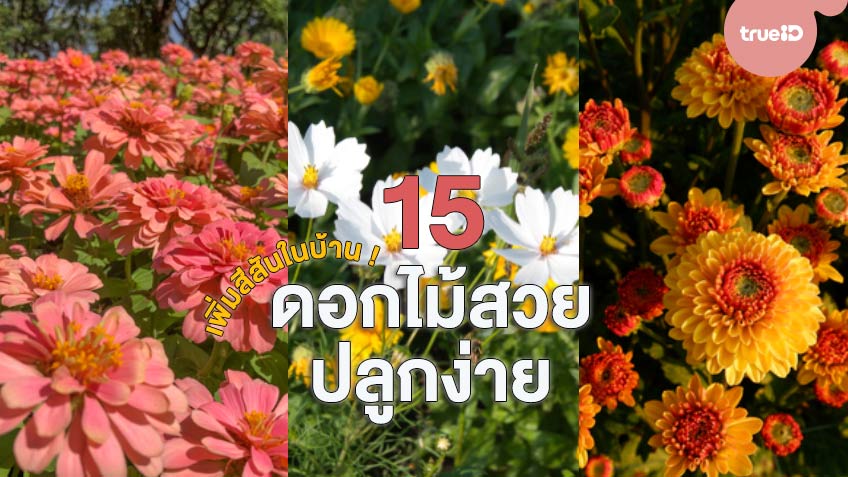 15 ดอกไม้ปลูกง่าย ปลูกไว้ที่บ้านสวยๆ เพิ่มสีสัน ปลูกต้นไม้แล้ว ต้อง ปลูกดอกไม้ด้วย