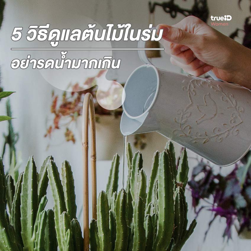 วิธีดูแลต้นไม้ในร่ม ต้นไม้ในห้อง ปลูกต้นไม้ ต้นไม้ในร่ม วิธีปลูกต้นไม้ รดน้ำต้นไม้