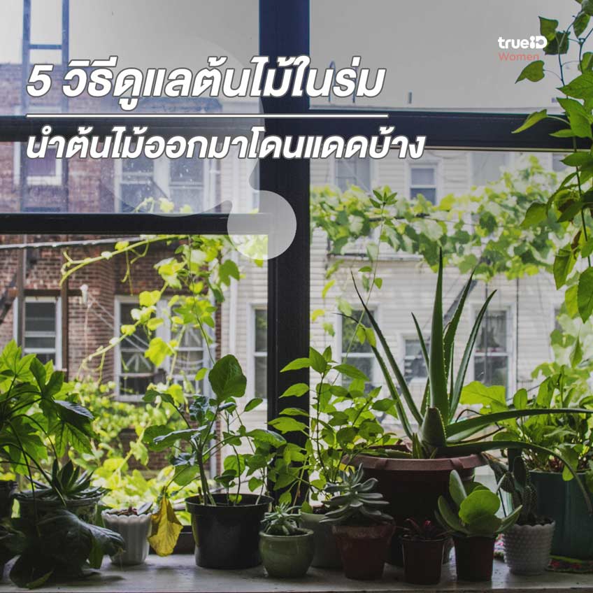 วิธีดูแลต้นไม้ในร่ม ต้นไม้ในห้อง ปลูกต้นไม้ ต้นไม้ในร่ม วิธีปลูกต้นไม้ แดด