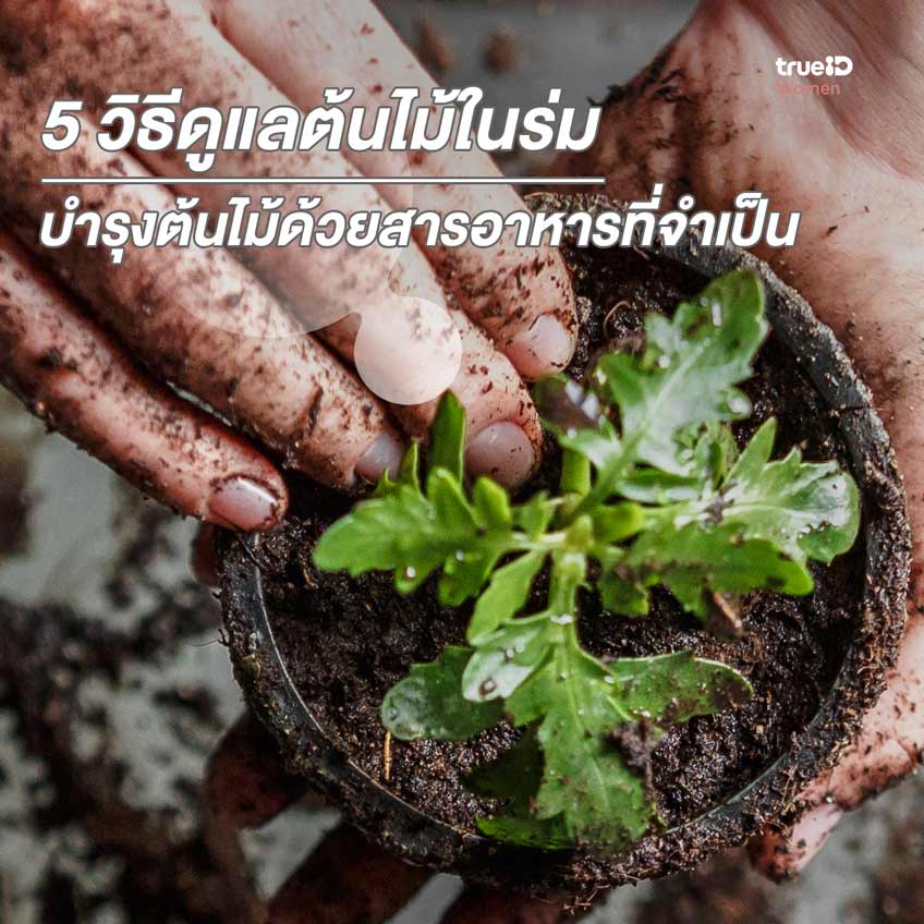 วิธีดูแลต้นไม้ในร่ม ต้นไม้ในห้อง ปลูกต้นไม้ ต้นไม้ในร่ม วิธีปลูกต้นไม้ ใส่ปุ๋ย ปุ๋ยคอก ปุ๋ยอินทรีย์