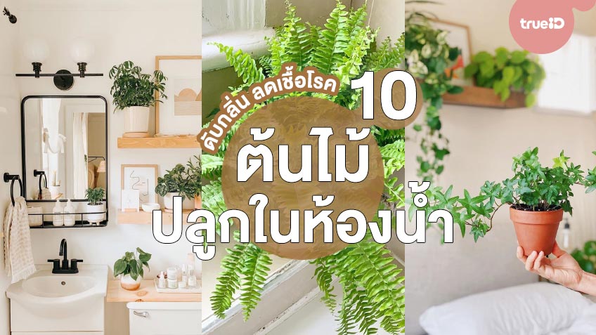 10 ต้นไม้ปลูกในห้องน้ำ ช่วยดับกลิ่น ฟอกอากาศ ลดการสะสมของเชื้อโรค !!